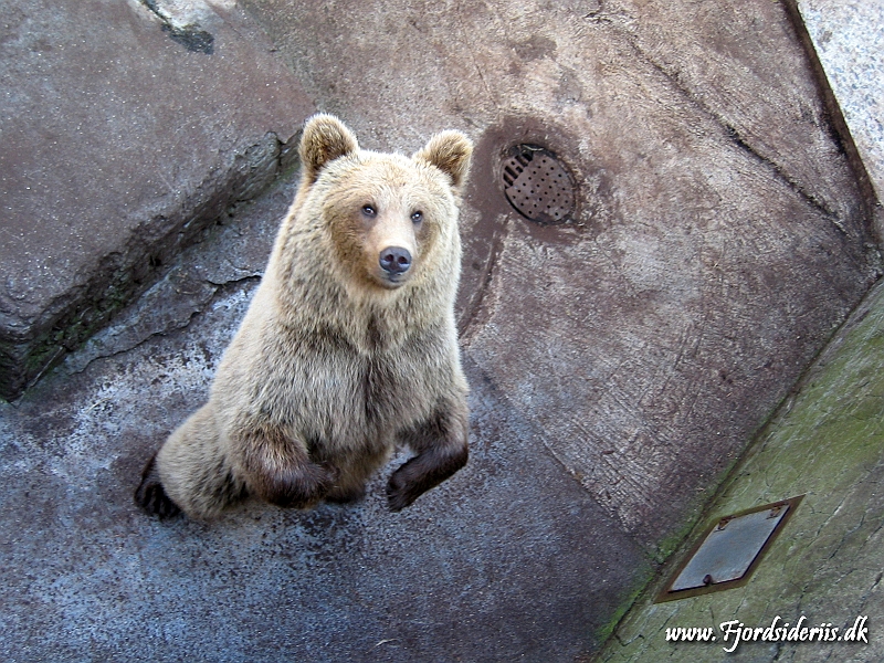 KBH zoo 190703 290.JPG